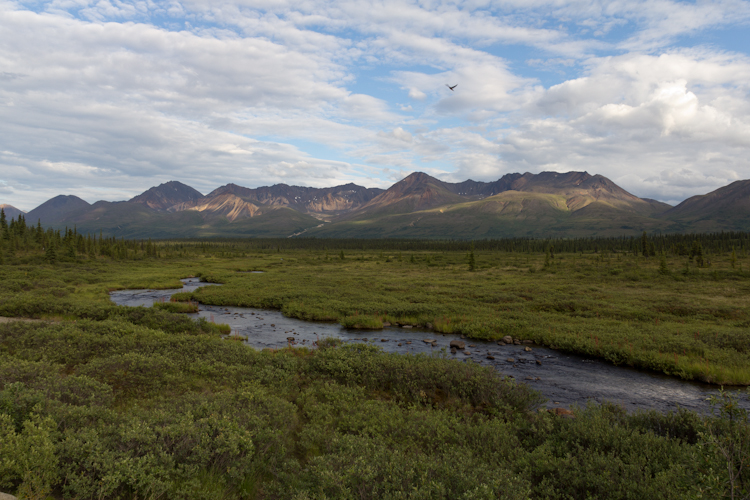 On the Denali Highway