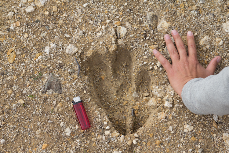 Wrangell NP - Strange Tracks