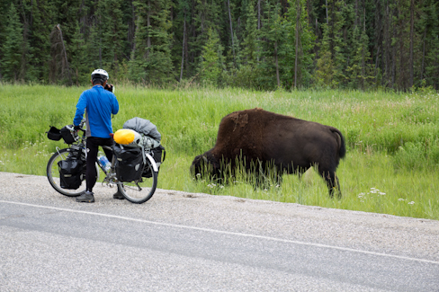 Ok, Buffalos are crossing; and it´s better to stay away ...