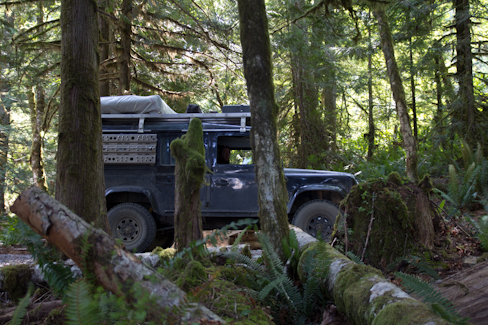 Rainforest on Vancouver Island