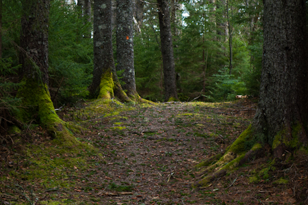 Fundy NP