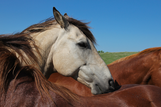 Mustangs