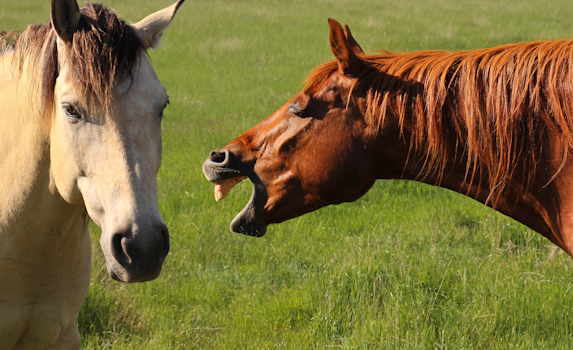 Mustangs