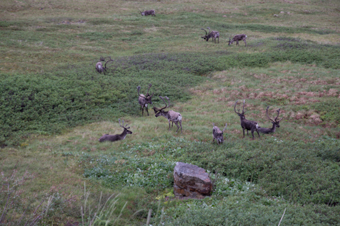 Caribous