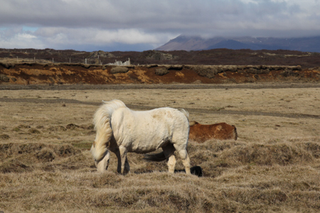 Islandponies