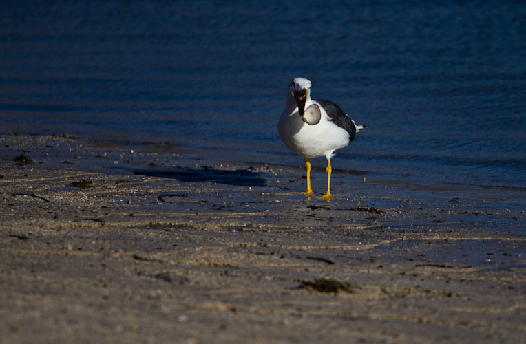 Sea birds