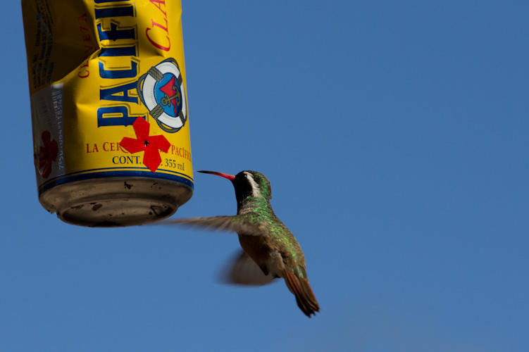 ... watching more birds ...