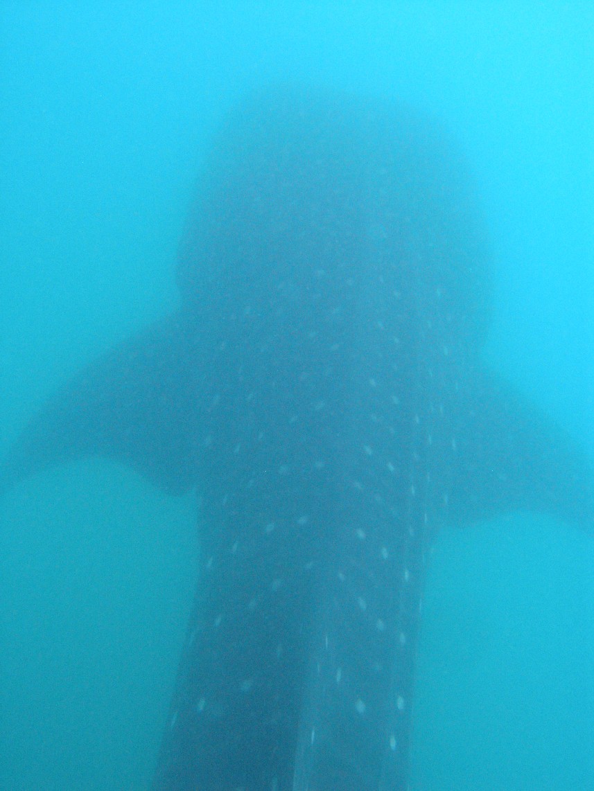 The whaleshark