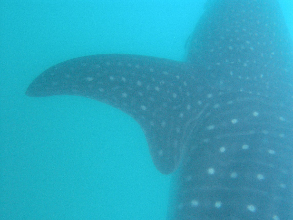 The whaleshark