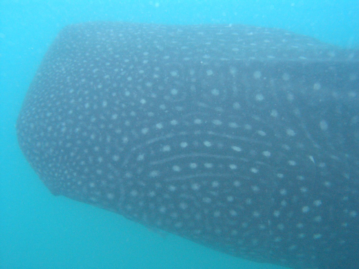 The whaleshark