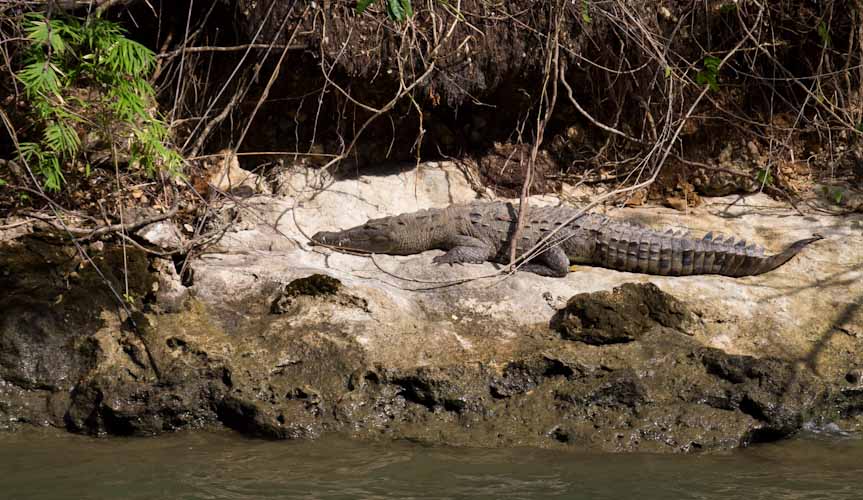 And some crocodiles