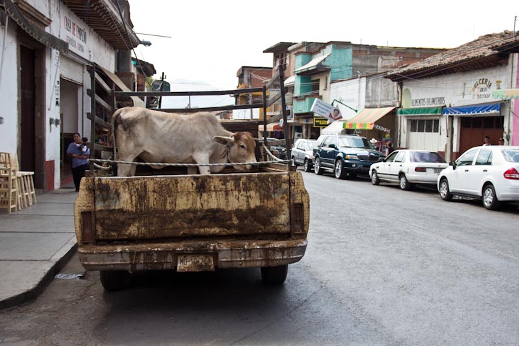 Simple Cow Transport in Mexico2