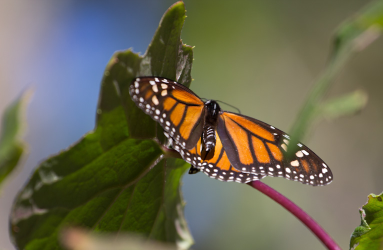 Monarch Butterflies