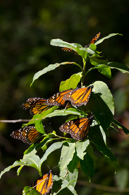 Monarch Butterflies