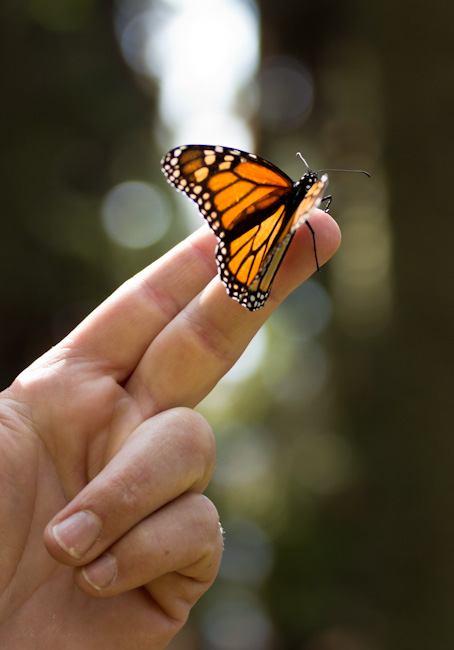 Monarch Butterflies