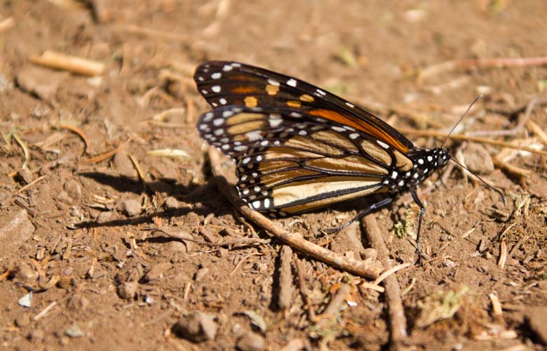 Monarch Butterflies