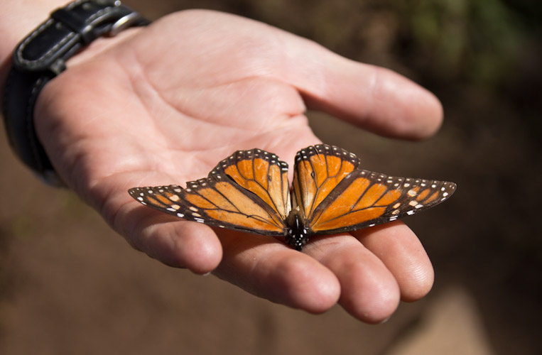 Monarch Butterflies