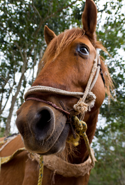 Our horse for a day