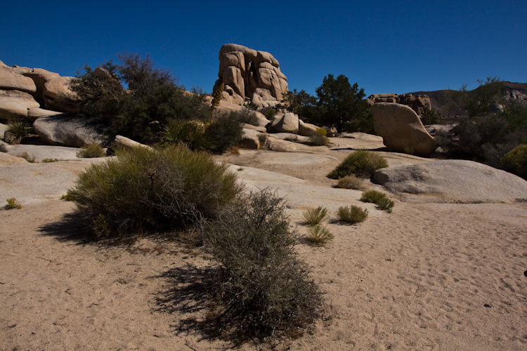 Joshua Tree NP