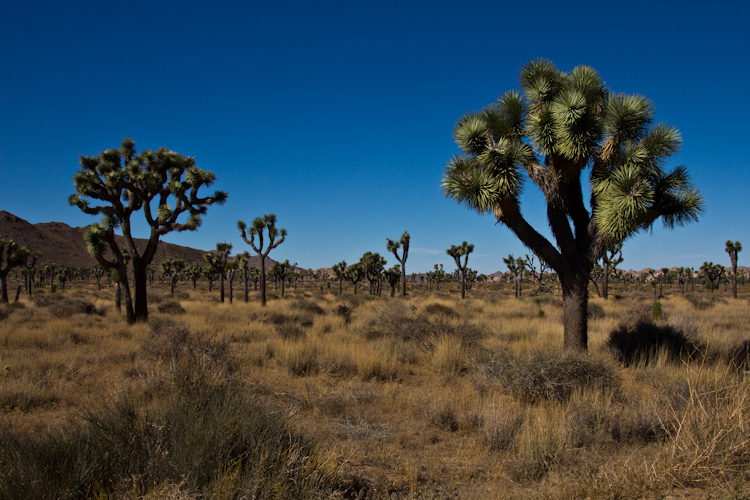 Joshua Tree NP