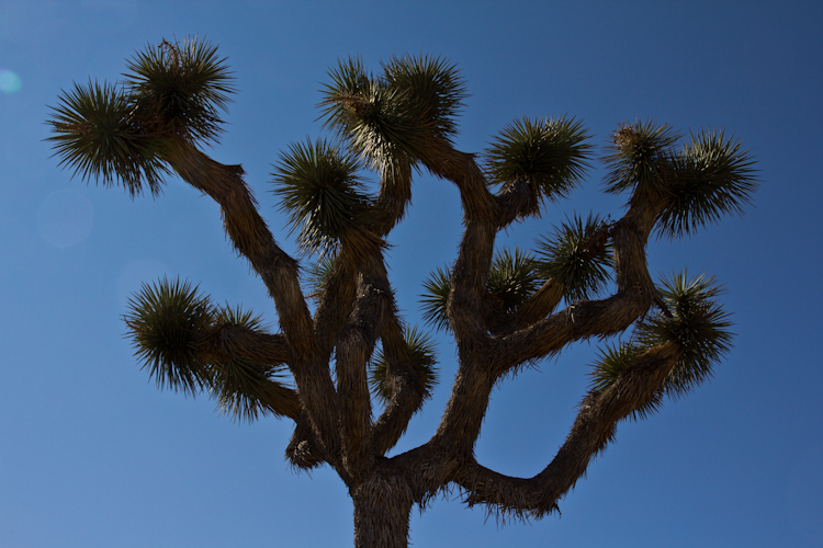 Joshua Tree NP2