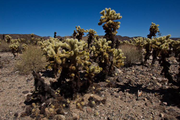 Cholla Cactus