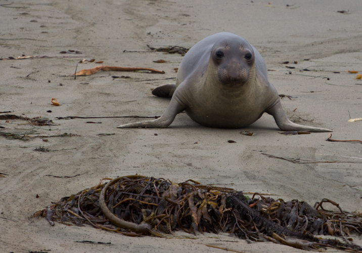 Cute Sea Elephants