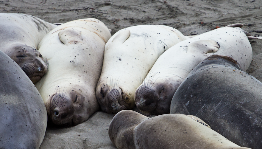 Funny sea elephants