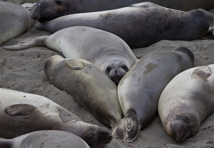 Funny sea elephants