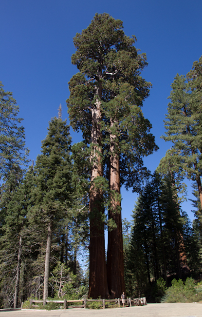 More huge trees