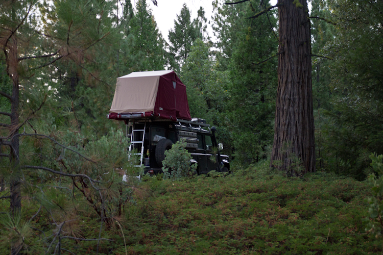 Campsite ... again in the Forest