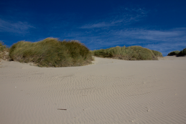 Oregon Dunes