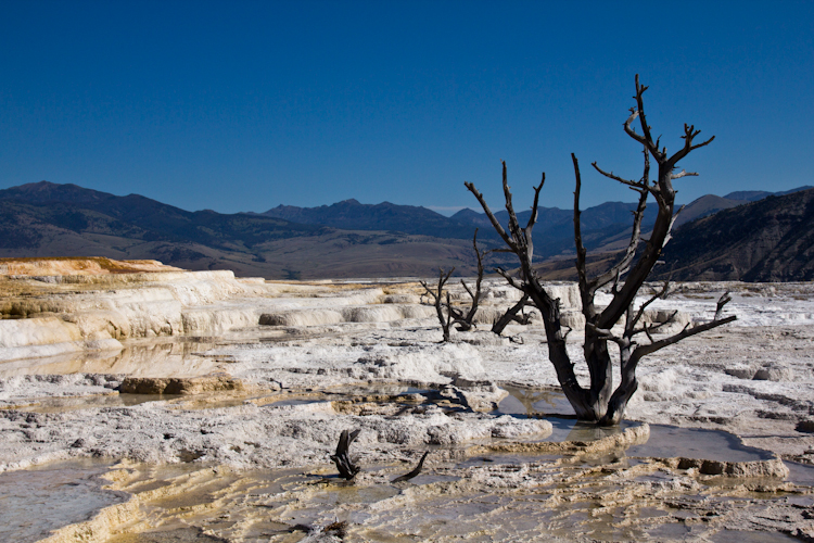 Mammoth Hot Spring