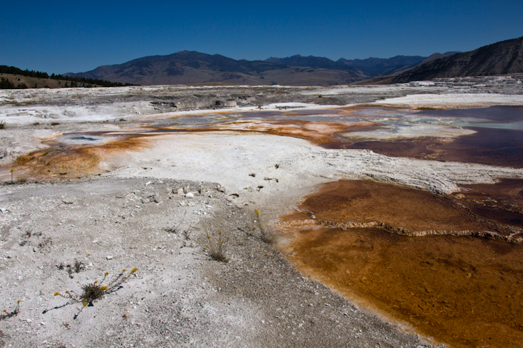 Mammoth Hot Spring