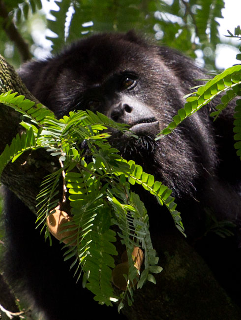 A Howler monkey