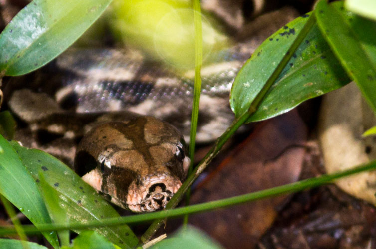 A Boa in the Pine Ridge