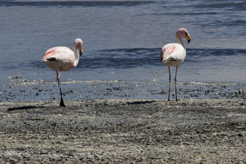 Bolivia: Altiplano - Flamencos