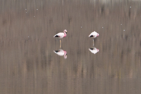 Bolivia: Altiplano - Flamencos