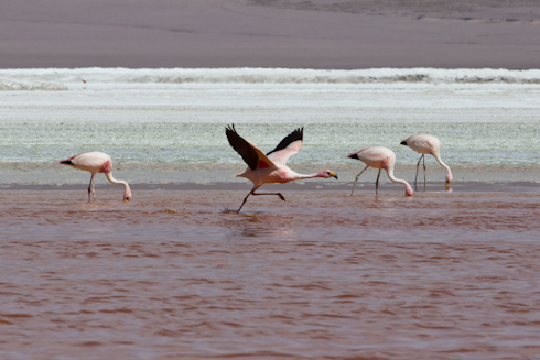 Bolivia: Altiplano - Flamencos