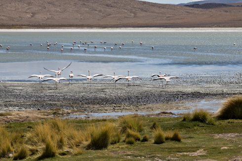 Bolivia: Altiplano - Flamencos