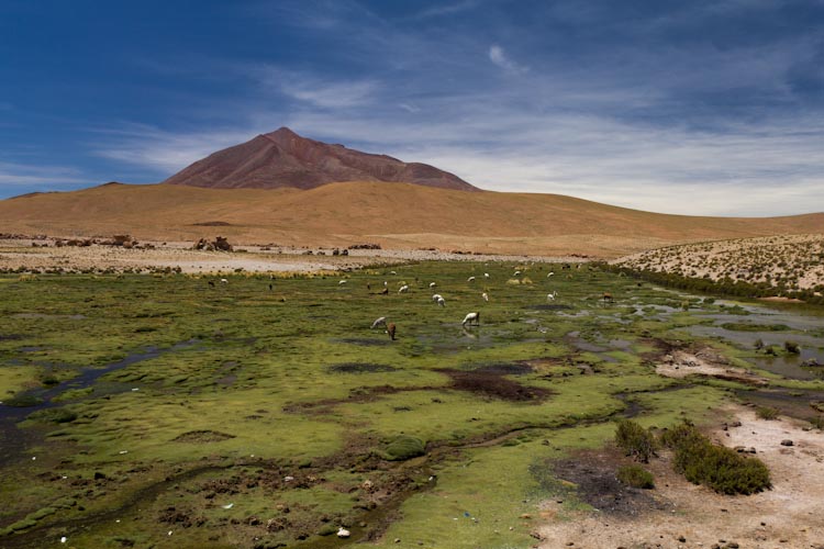 Bolivia: Altiplano - on the way