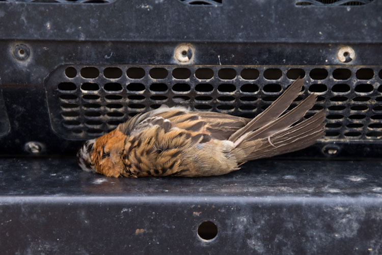 Bolivia: Sajama NP - sorry Tweety