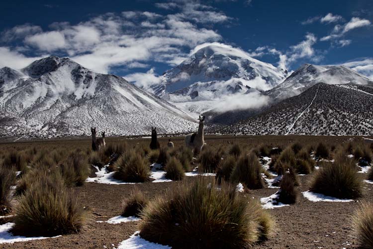 Bolivia: Sajama NP - view to the Sajama