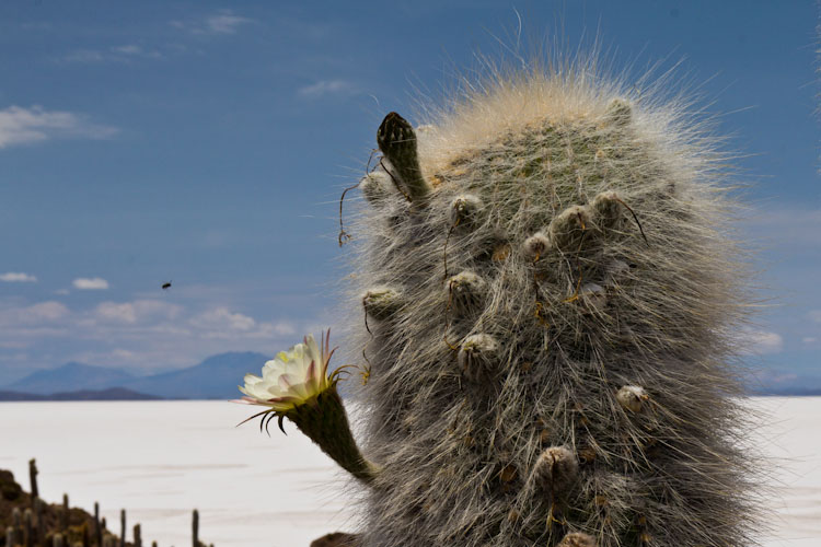 Bolivia: Salar de Uyuni - Isla Incahuasi