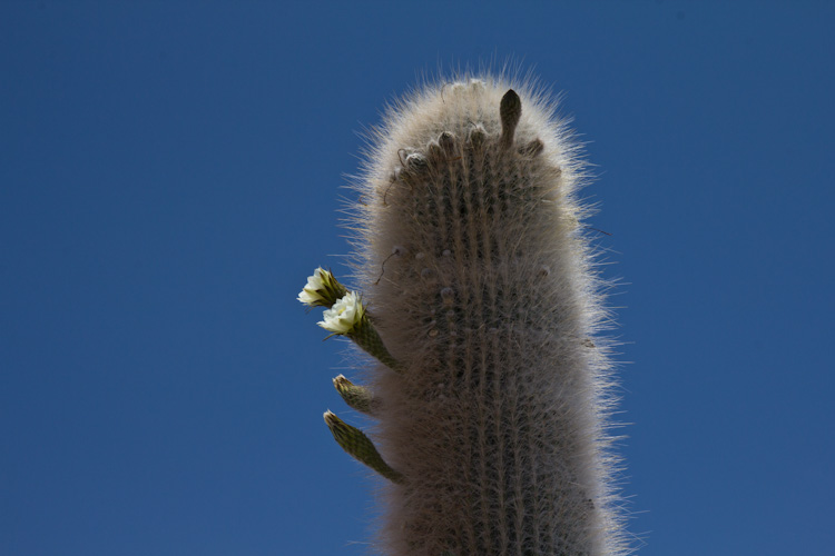 Bolivia: Salar de Uyuni - Isla Incahuasi