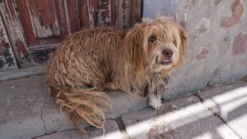 Bolivia: Uyuni - street dogs