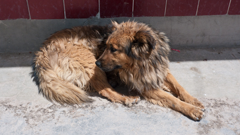 Bolivia: Uyuni - street dogs