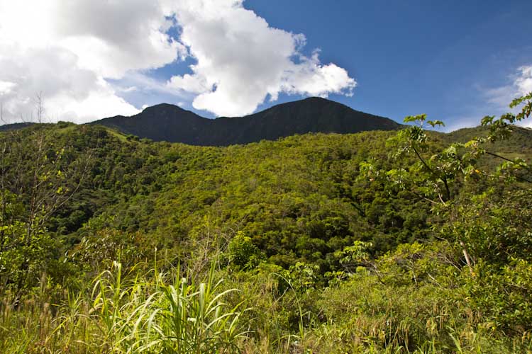 Bolivia: Yungas - just green2