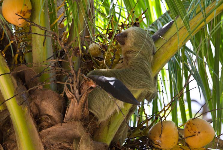 Costa Rica: Canas Castillas, La Cruz - El Perezoso