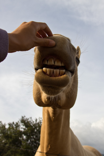 Costa Rica: Canas Castillas, La Cruz - smile please